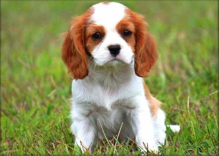 Cavalier King Charles Spaniel