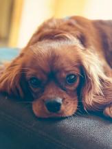 black and tan cavalier king charles spaniel