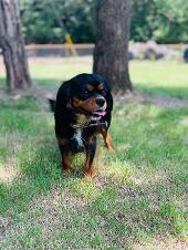 ruby cavalier king charles spaniel